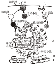 男人JJ长水泡怎么回事男人JJ的生理结构与健康-第1张图片