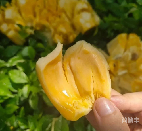 菠萝蜜视频网在线WWW菠萝蜜视频网在线WWW的探索与体验-第2张图片