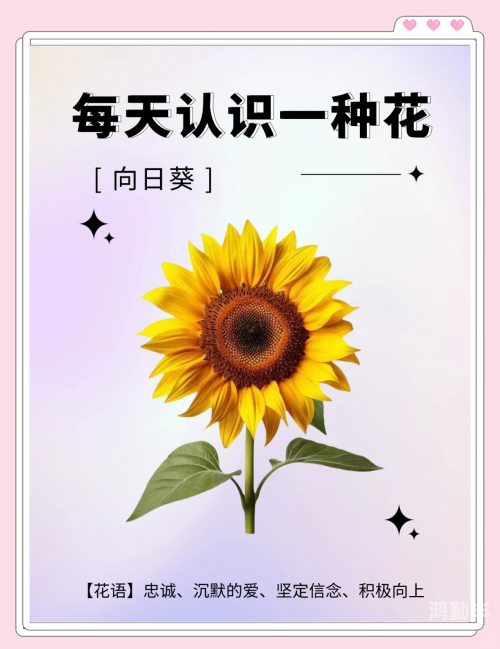 向日葵视频app下载中心探索向日葵视频app，下载与进入官网指南-第2张图片