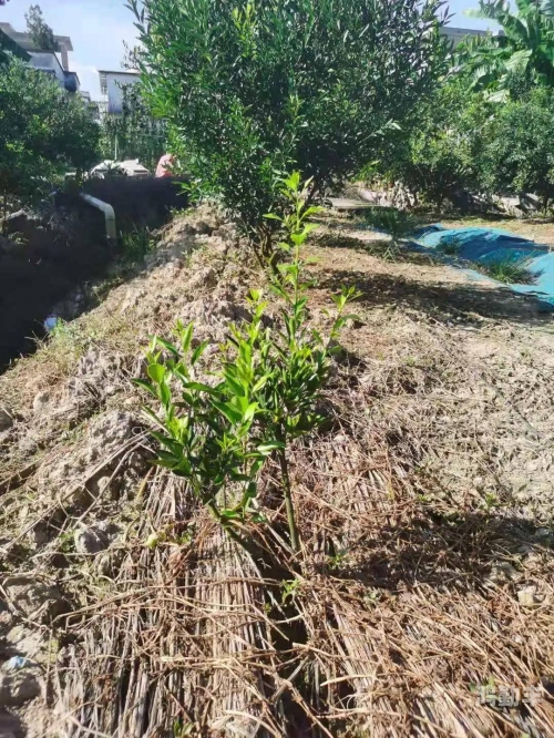 亚洲一线产区二线产区精华免费观看视频亚洲产业分布解析，一线产区与二线产区的经济地理观察