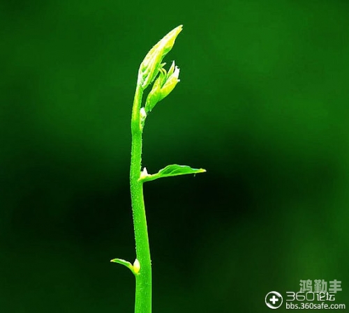 嫩叶草一区二区三区的区别嫩叶草一区二区三区的详细解析-第2张图片