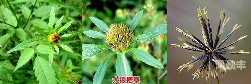 小草影院电视剧免费播放日本草久，一种独特的自然景观-第3张图片