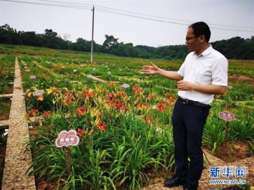 忘忧草视频下载，探索与理解-第2张图片