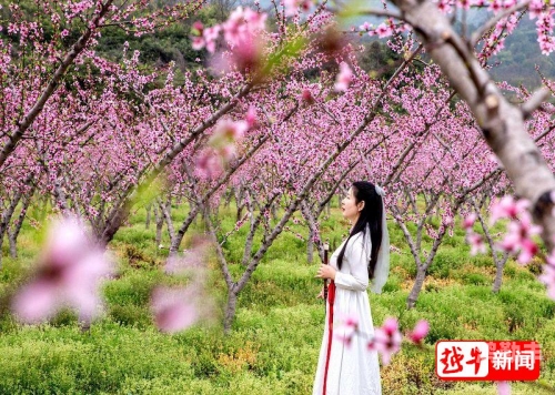 桃花视频在线观看完整版免费下载桃花视频在线观看完整版免费——探索美丽与文化的全新体验-第1张图片