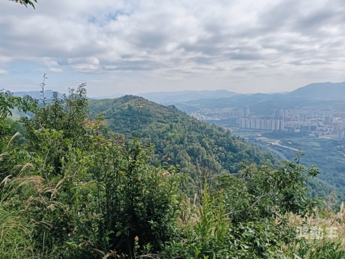 青青河边草，自然美景与免费视频观看的探索-第2张图片