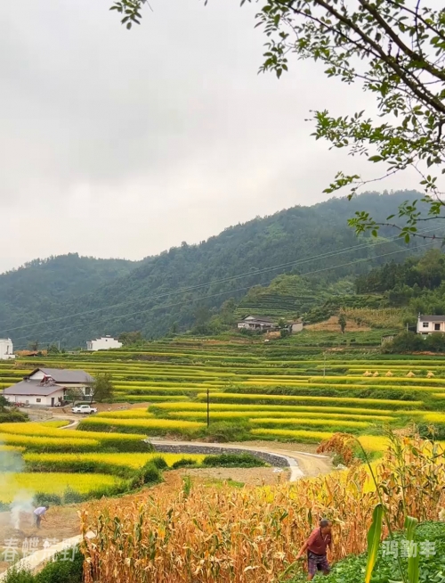 山村春情山村春情——一幅生机盎然的画卷-第1张图片