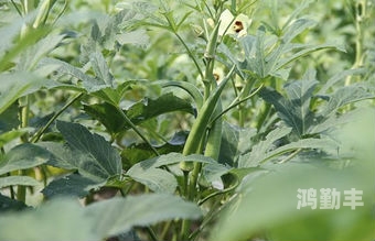 合欢app下载汅api免费秋葵网站探索合欢app下载与汅api，免费秋葵网站资源指南