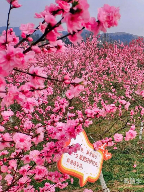 桃花岛奇遇-第2张图片