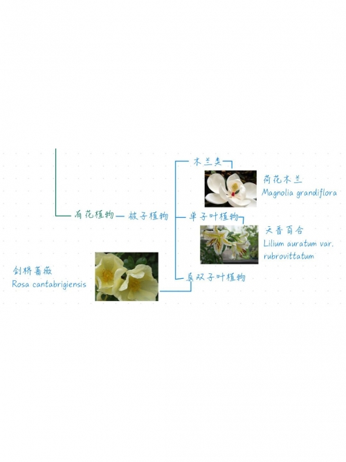 探索神秘而独特的植物世界——Japonensis与Vedao的交织之美