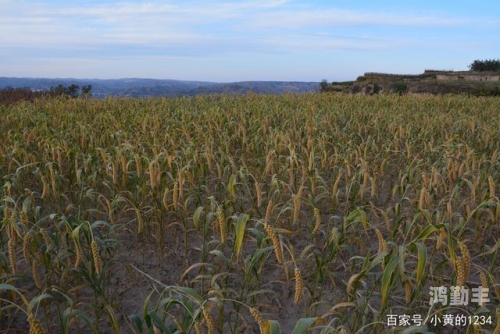 耕耘大婶的肥沃的土地仿写句子耕耘大婶的肥沃土地——田园诗篇的描绘