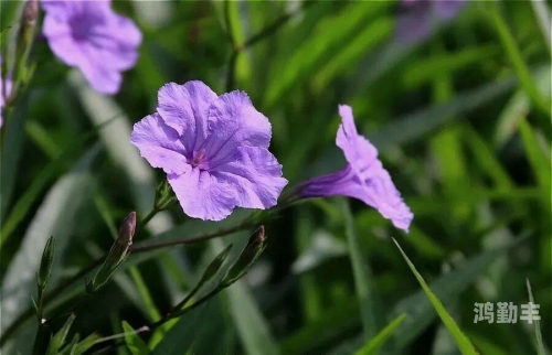 仓知莉花仓知莉花，一曲花语中的诗意人生