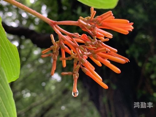 仓知莉花仓知莉花，一曲花语中的诗意人生-第2张图片