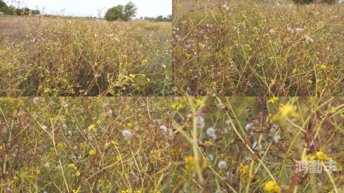 野花视频在线观看最新片段野花视频在线观看最新片——探索自然之美与现代科技的融合-第1张图片