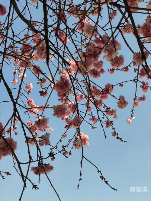 桃花风景视频素材桃花盛开，春日MV中的美景-第1张图片