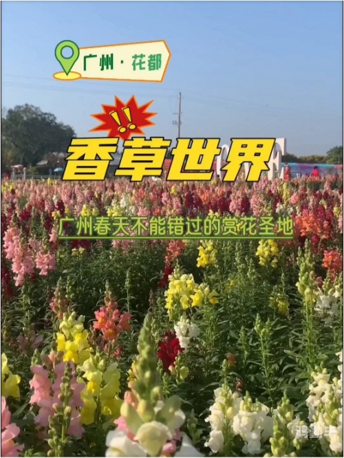 香草视频app黄板香草视频app与黄板现象的探讨-第2张图片