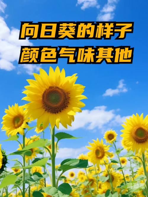 向日葵网页版网站在线进入，探索便捷的远程工具新体验