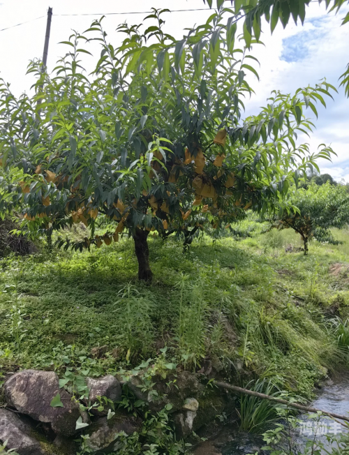 水蜜桃浇灌的日常-第2张图片