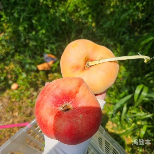 人间水蜜桃是什么口红人间水蜜桃，甜蜜的诱惑与独特的魅力