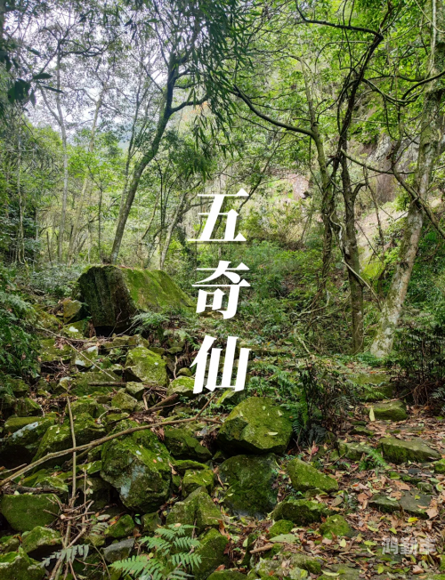 仙剑5幻木小径仙剑5幻木小径，一段神秘的探险之旅-第1张图片