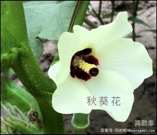 误入歧途的探索——关于香蕉丝瓜草莓秋葵小猪的误解与澄清-第1张图片