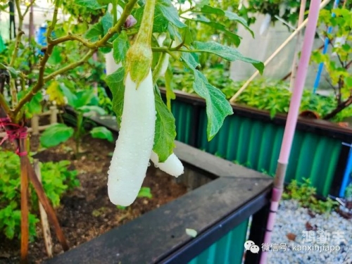 误入歧途的探索——关于香蕉丝瓜草莓秋葵小猪的误解与澄清-第2张图片