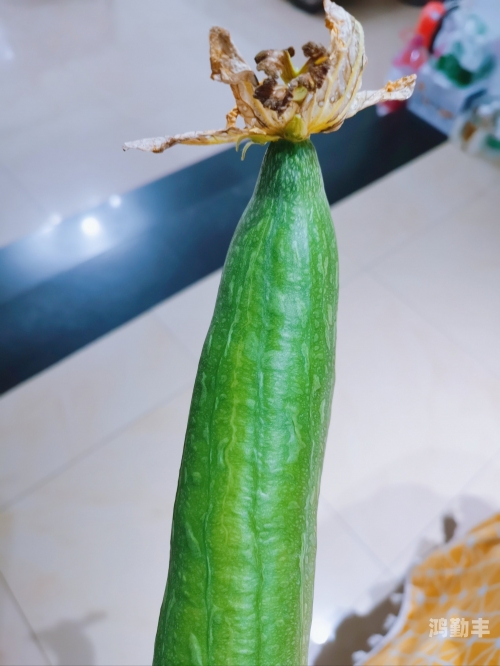 草莓视频丝瓜芭乐视频下载草莓视频与丝瓜芭乐视频，探索下载与内容魅力-第1张图片