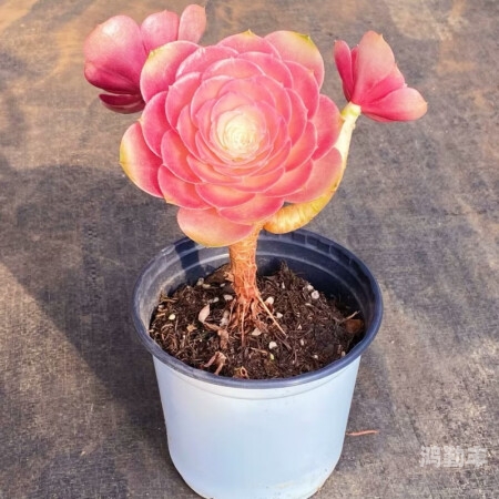 高N车多肉多海棠高N车与多肉植物共舞的海棠盛宴-第1张图片