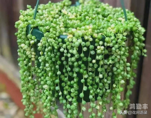 高N车多肉多海棠高N车与多肉植物共舞的海棠盛宴-第2张图片