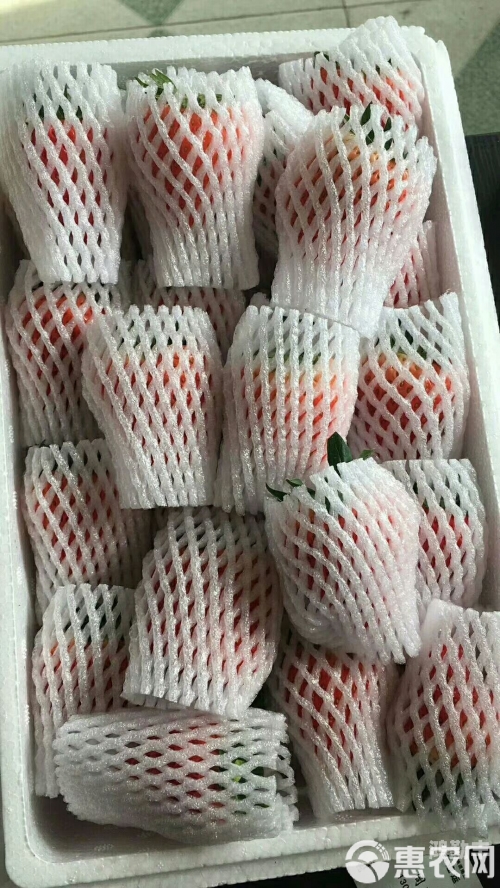 久久草莓还是九九草莓摩托车久久草莓与九九草莓的异同分析-第2张图片