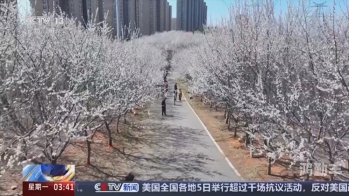 桃花直播免费播放_桃花直播，免费播放，畅享精彩直播世界-第2张图片