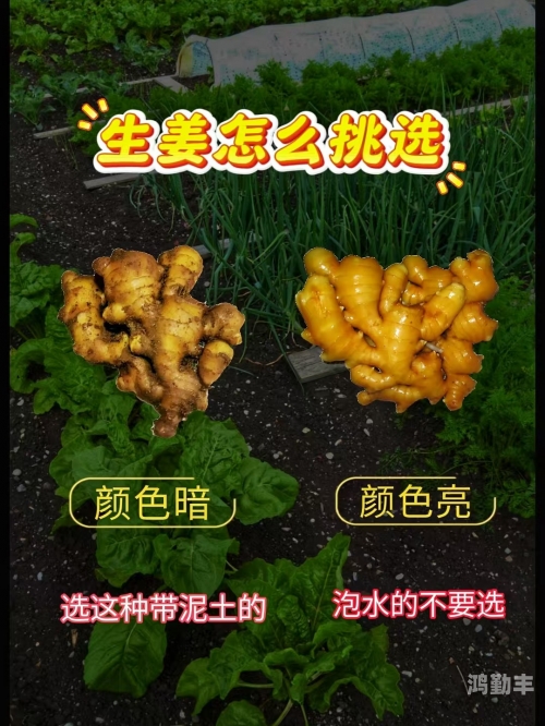 番茄黄瓜丝瓜草莓秋葵大全污番茄、黄瓜、丝瓜、草莓与秋葵的食用大全-第2张图片