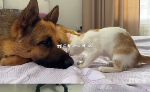 特写BBWWBBWWBBWW特写BBWWBBWWBBWW的奇妙世界-第2张图片