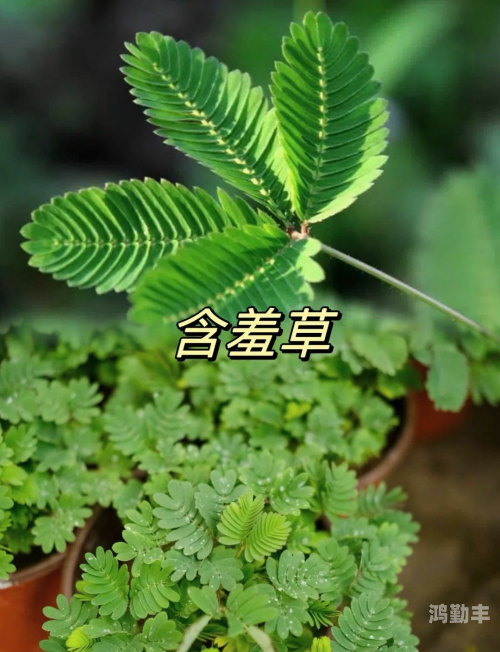 含羞草APP实验室，探索科技与生活的交汇点-第1张图片