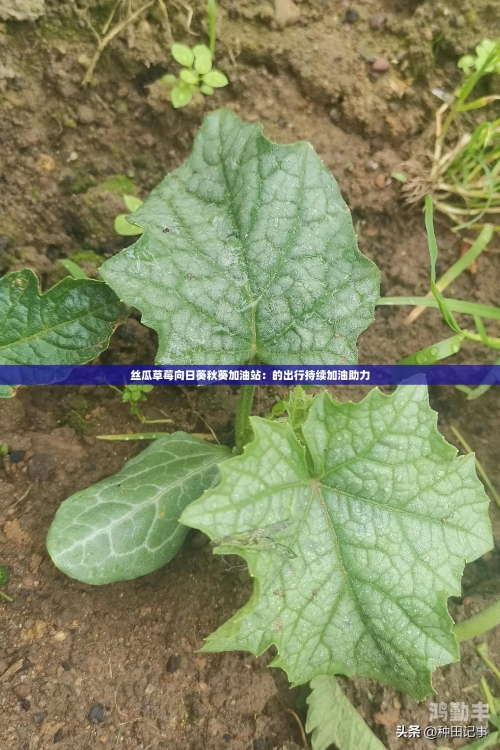 丝瓜秋葵草莓香蕉榴莲绿五彩缤纷的果蔬盛宴——丝瓜、秋葵、草莓、香蕉、榴莲与绿意盎然的世界
