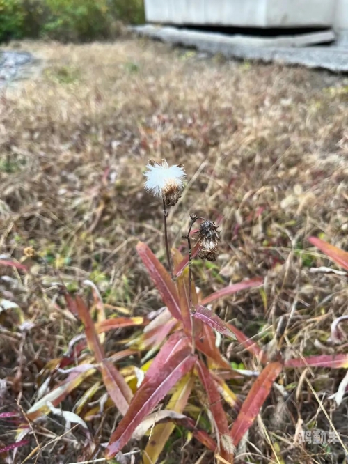 野花视频在线观看最新高清野花视频在线观看，最新高清体验的探索之旅-第3张图片