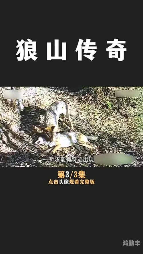 狼群社区视频WWW中文一卡二卡版狼群社区视频，探索与发现-第1张图片