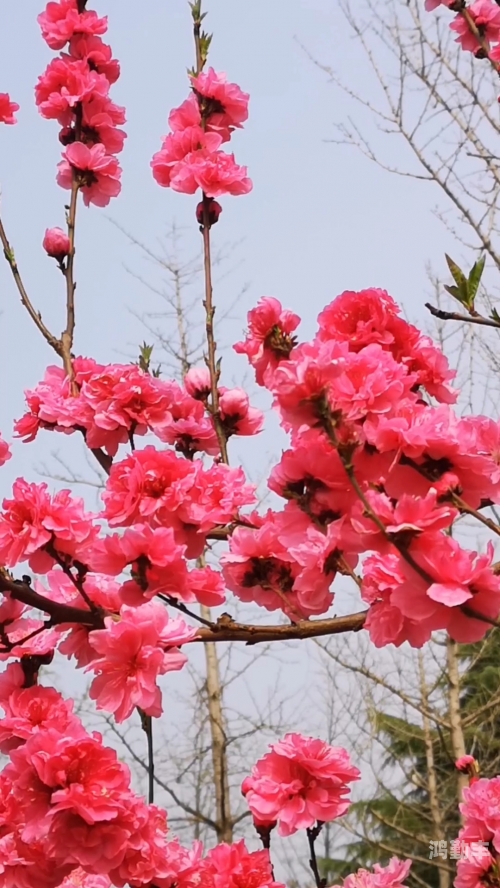 桃花社区视频在线观看完整版桃花社区视频在线观看完整版——探索社区生活的多彩瞬间-第1张图片