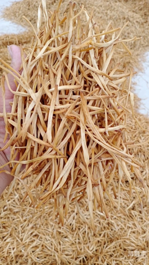 老狼一区忘忧草欢迎您大豆老狼一区忘忧草的传说与大豆的丰收-第3张图片