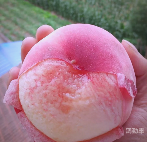 水蜜桃系列，甜蜜的夏日果实之旅-第3张图片