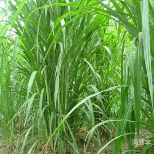 草 榴 最 新草榴成人论坛，网络交流的新天地