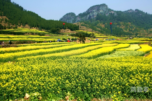 花开春暖txt下载的阅读之旅