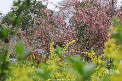 花开春暖txt下载的阅读之旅-第3张图片