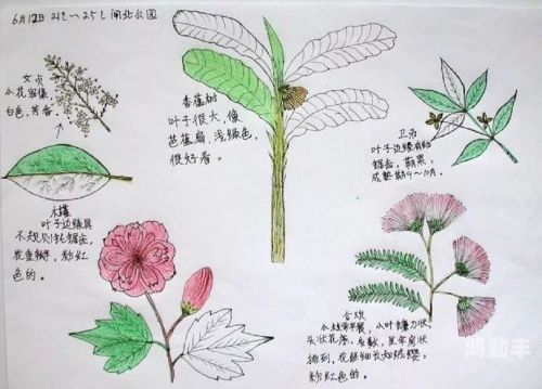 含羞草实验所免费进入网站欢迎您_第1集含羞草实验所免费网站进入，探索自然奥秘的奇妙之旅-第2张图片