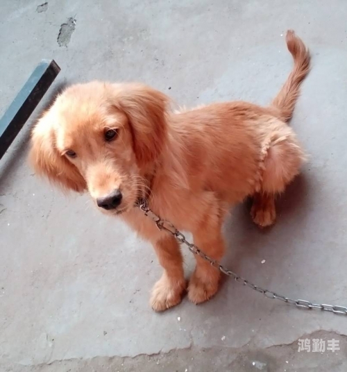 和金毛干了四年都没事作文与金毛共度四载时光的温馨回忆-第1张图片