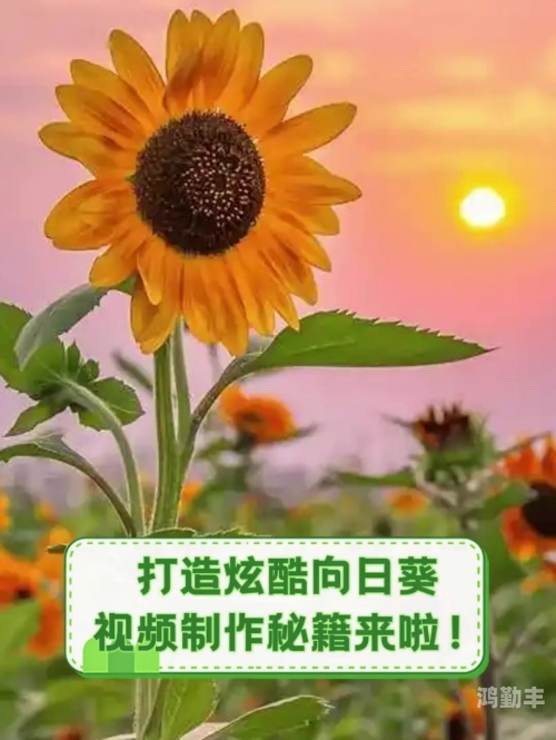 向日葵视频APP在线 IOS下载网址进入向日葵视频APP在线体验，IOS用户专属下载攻略-第3张图片