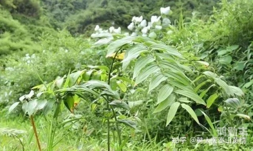 久草日韩韩久草日，一段自然与时间的对话