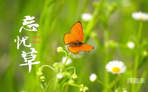 忘忧草网站wyc忘忧草在线社区，探索中文网络世界的乐园-第2张图片