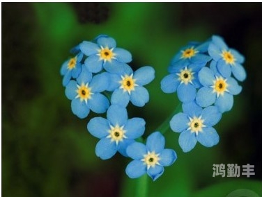 忘忧草网站wyc忘忧草在线社区，探索中文网络世界的乐园