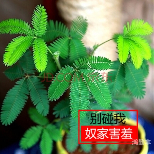 丝瓜向日葵含羞草免费观看视频丝瓜、向日葵与含羞草的奇妙共生-第3张图片