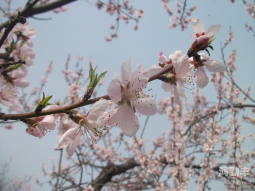 春暖花开，回味老版入口的独特魅力